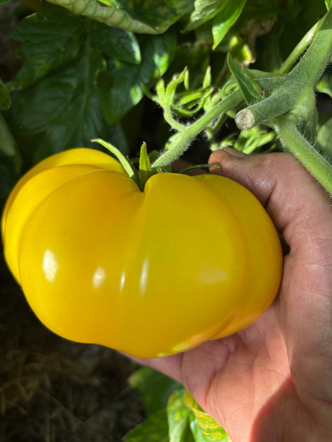 Customer photo review of Fleischtomate 'Ananas'