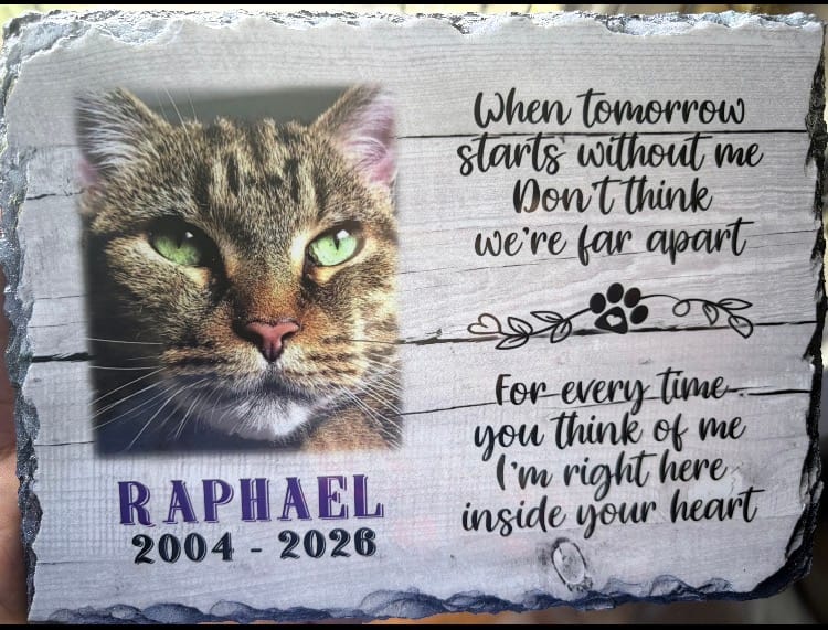 Customer photo review of Distressed Wood Cat Slate – When Tomorrow Starts