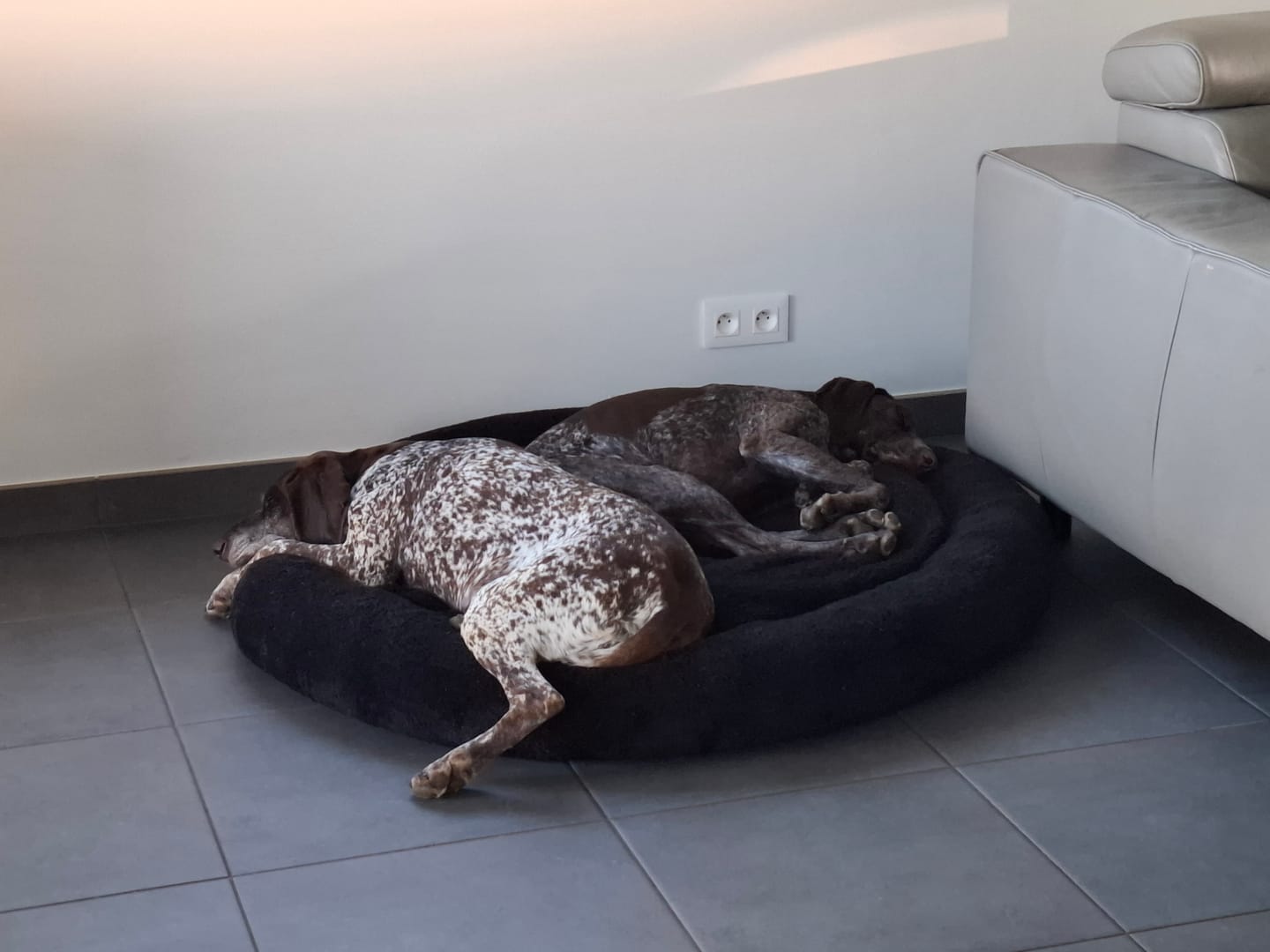 Customer photo review of Pet Perfect Hoes (ENKEL HOES) voor Orthopedische Donutmand - ZONDER VULLING