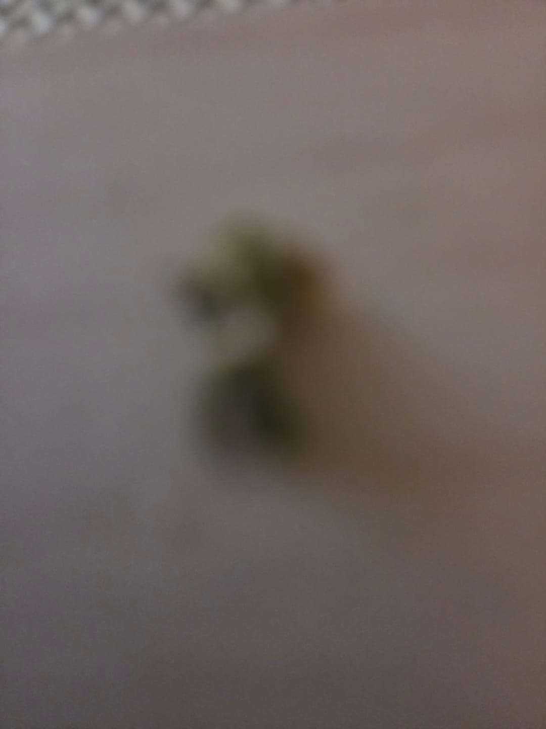 Customer photo review of Puffaroo - Jet Fuel Gelato x Peach Rings - 28 Grams - Hybrid