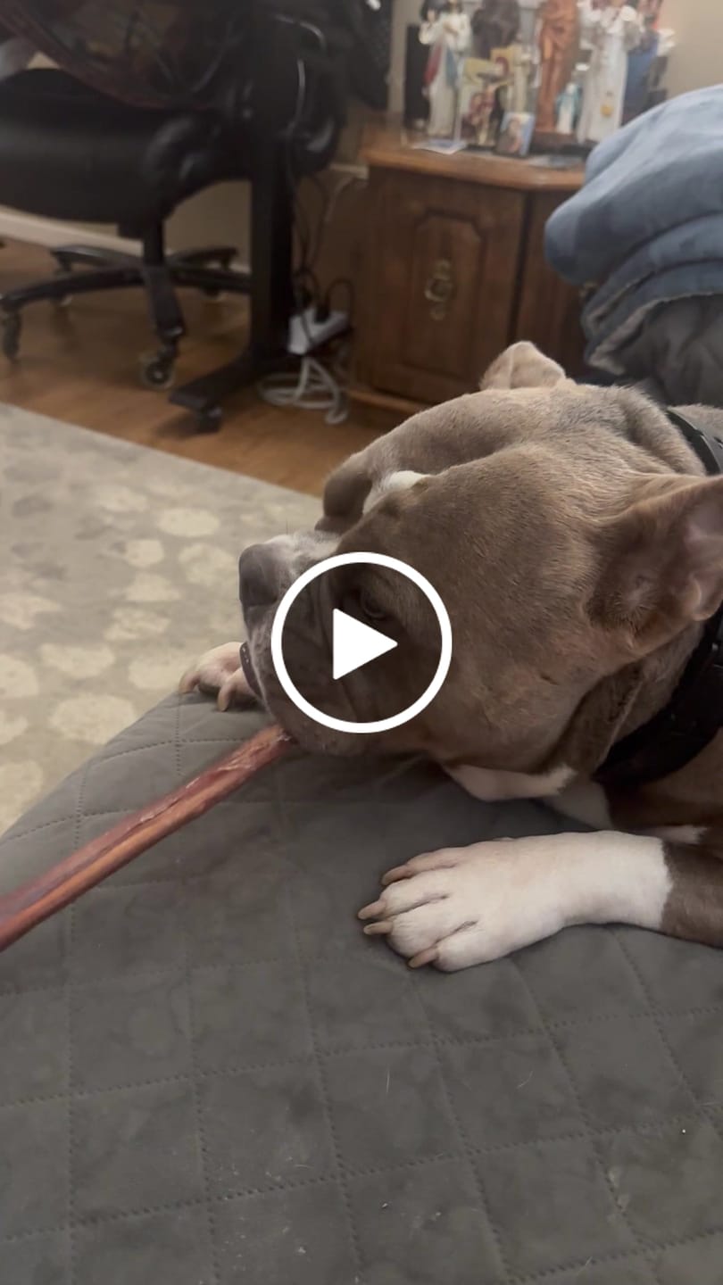 Customer video review of 12 Inch Thick Bully Stick
