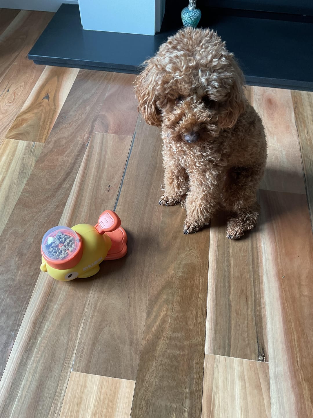 Customer photo review of Interactive Pet Feeder