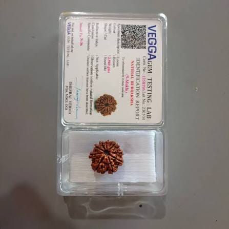 Customer photo review of Nepal Origin 9 Mukhi Rudraksha – 100% Natural & Certified