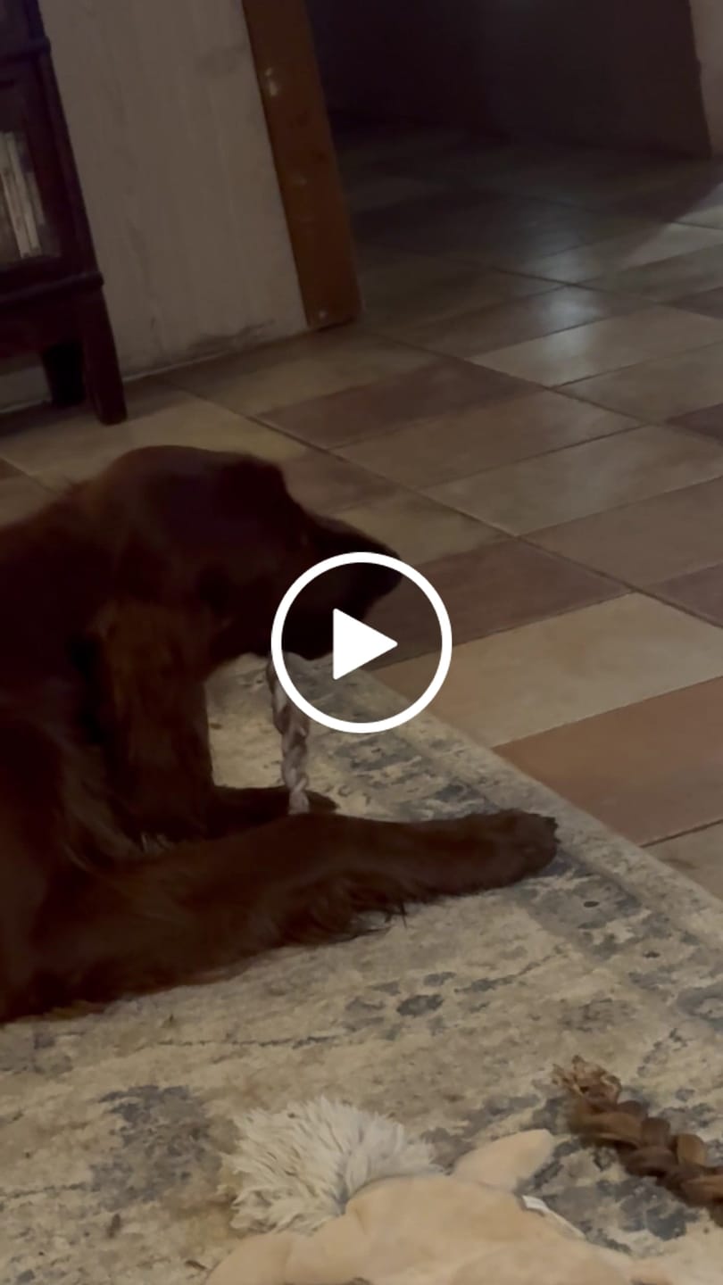 Customer video review of Ostrich Tendon Twister (12" x 2.5" x 1"): The Satisfying, All-Natural Chew for Dental Health & Joint Support