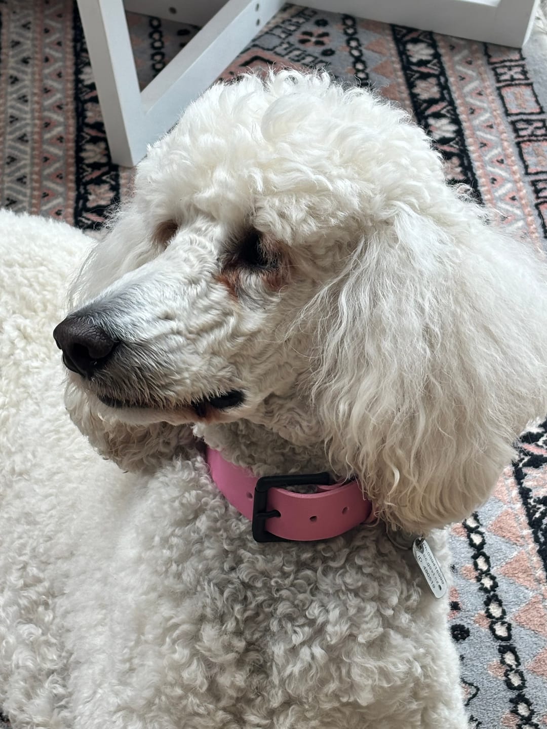 Customer photo review of Classic Buckle Leather Dog Collar - Custom Sized