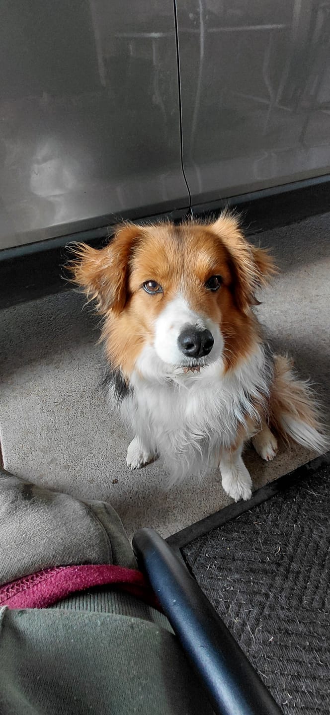 Customer photo review of FluffGuard - 12 Months Bug Free Collar Tag
