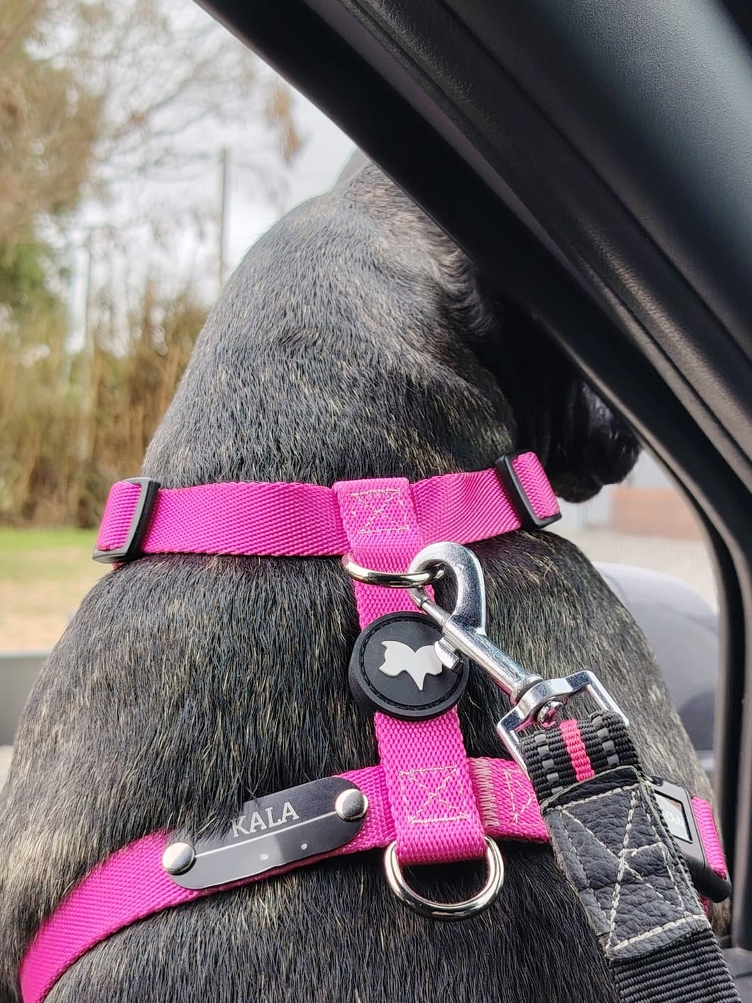 Customer photo review of Arnes H Antitirones Pets Club Confort