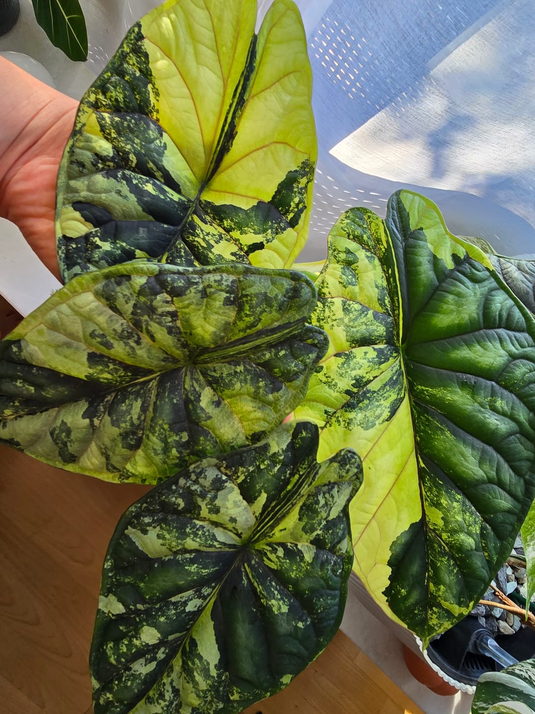 Customer photo review of ALOCASIA DRAGON SCALE VARIEGATA