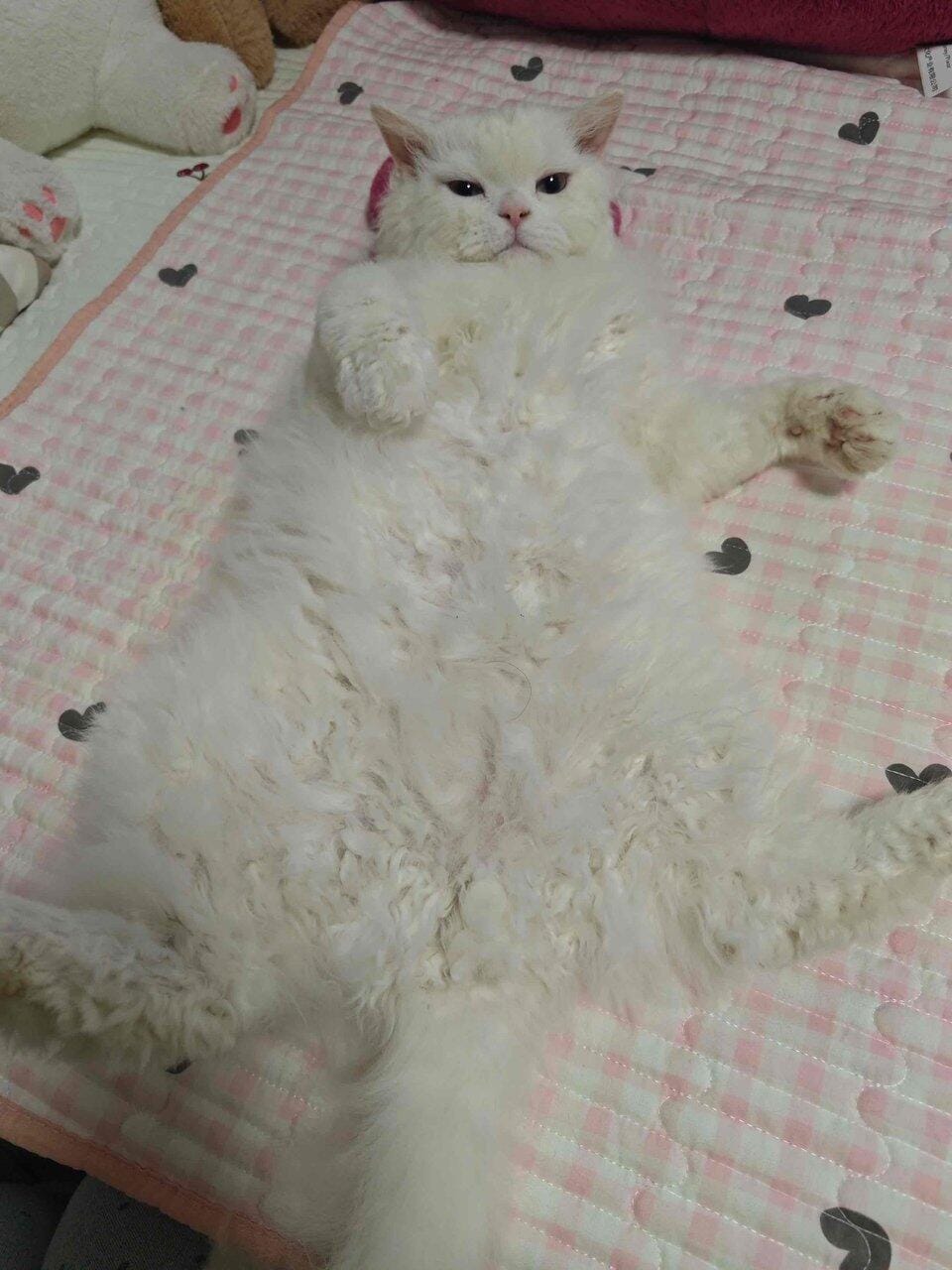 Customer photo review of Pet Tear Stain Powder