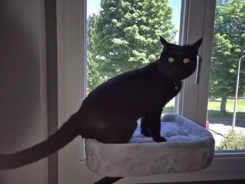 Customer photo review of Lit de bureau cocon pour chat — Kose