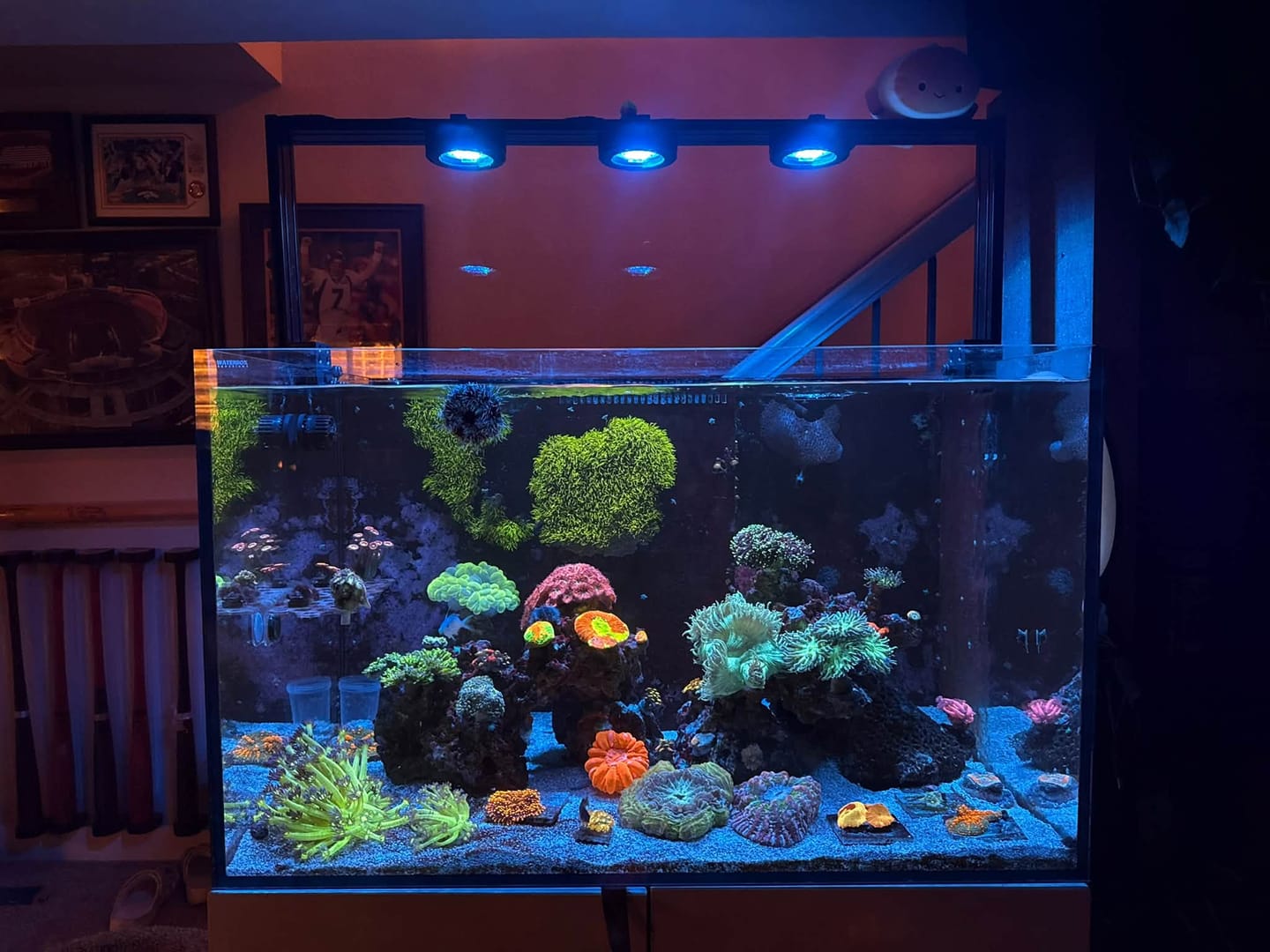 Customer photo review of Illumagic Pixel LED Lighting Bundles