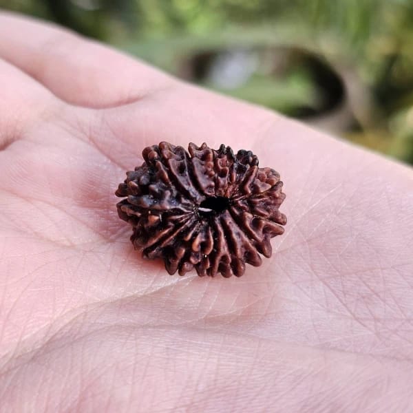 Customer photo review of Nepal Origin 13 Mukhi Rudraksha – 100% Natural & Certified