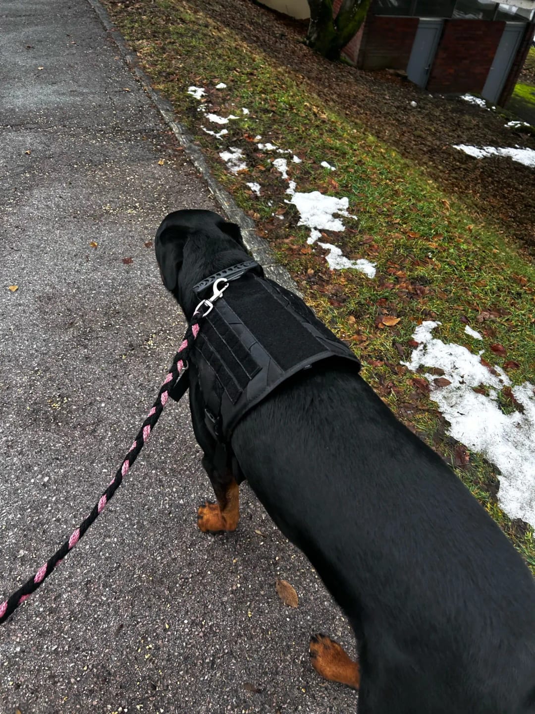 Customer photo review of 2-Piece Big Dog Harness & Lead Set – Heavy Duty Tactical No Pull