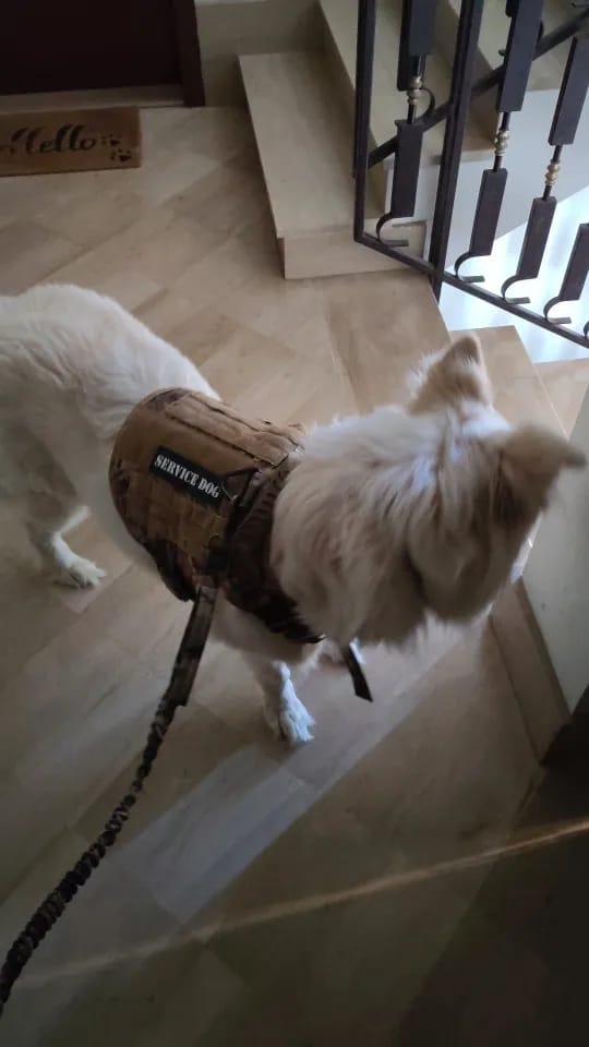 Customer photo review of 2-Piece Big Dog Harness & Lead Set – Heavy Duty Tactical No Pull