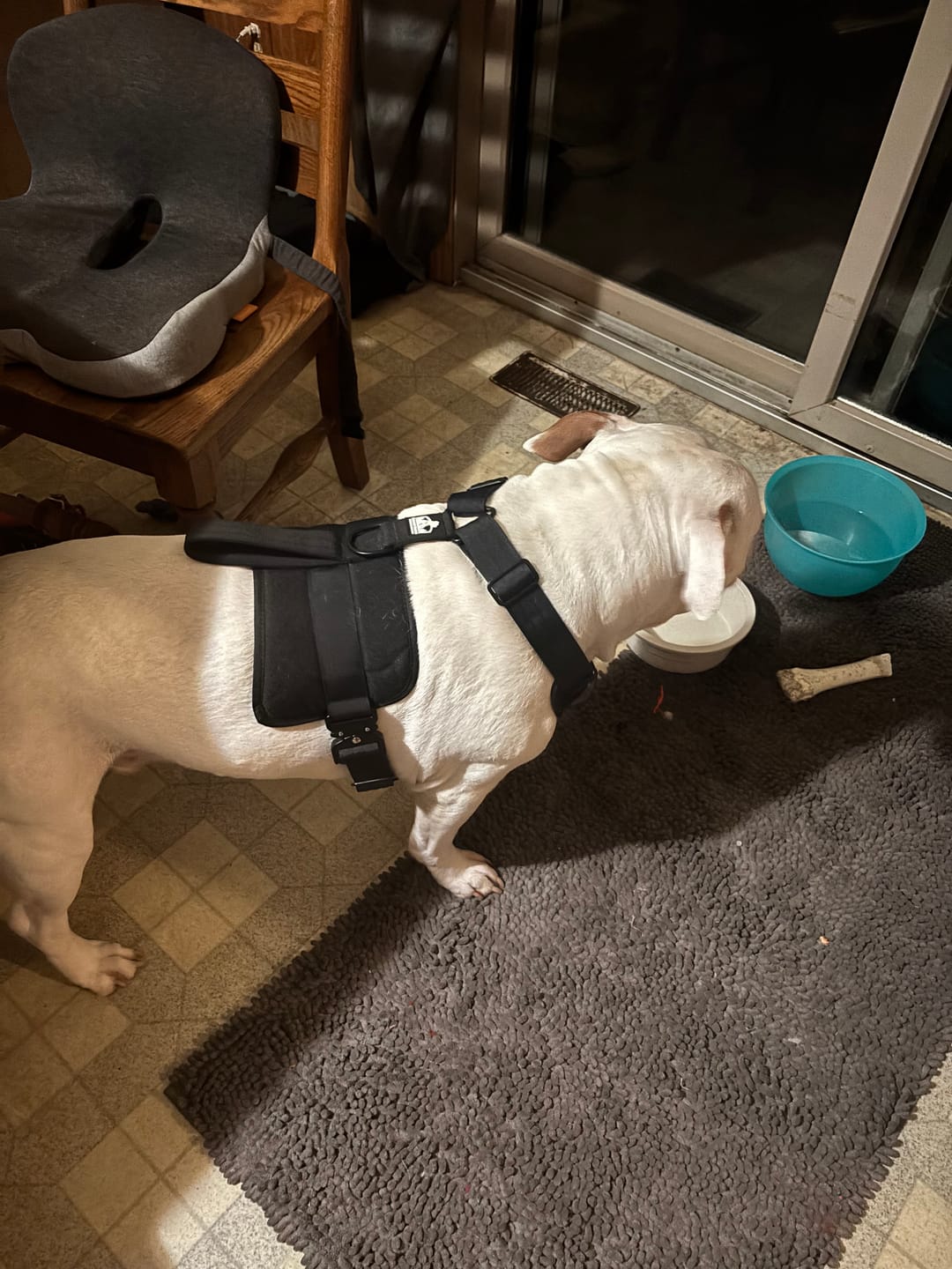 Customer photo review of No Pull Bully Proof Harness