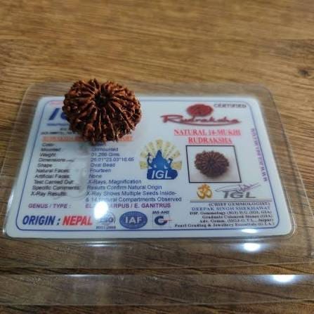 Customer photo review of Nepal Origin 14 Mukhi Rudraksha – 100% Natural & Certified