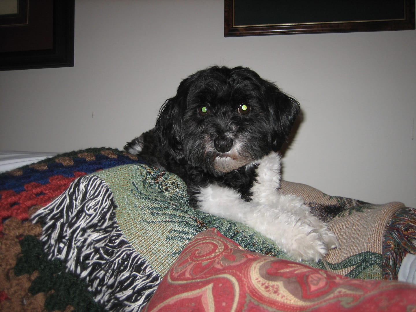 Customer photo review of Pet Toothbrush