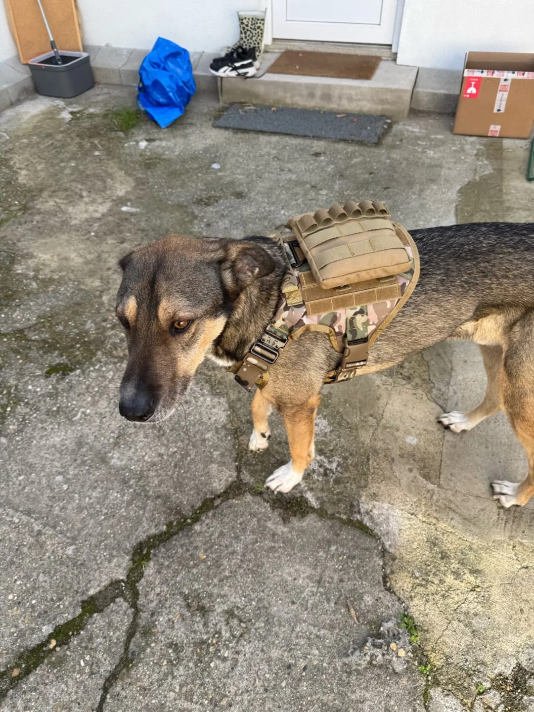 Customer photo review of 2-Piece Big Dog Harness & Lead Set – Heavy Duty Tactical No Pull