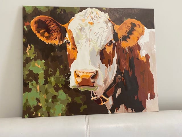 Customer photo review of Cattle Portrait