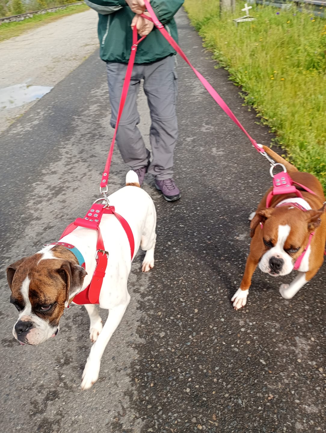 Customer photo review of Arnés Rojo Talla XL