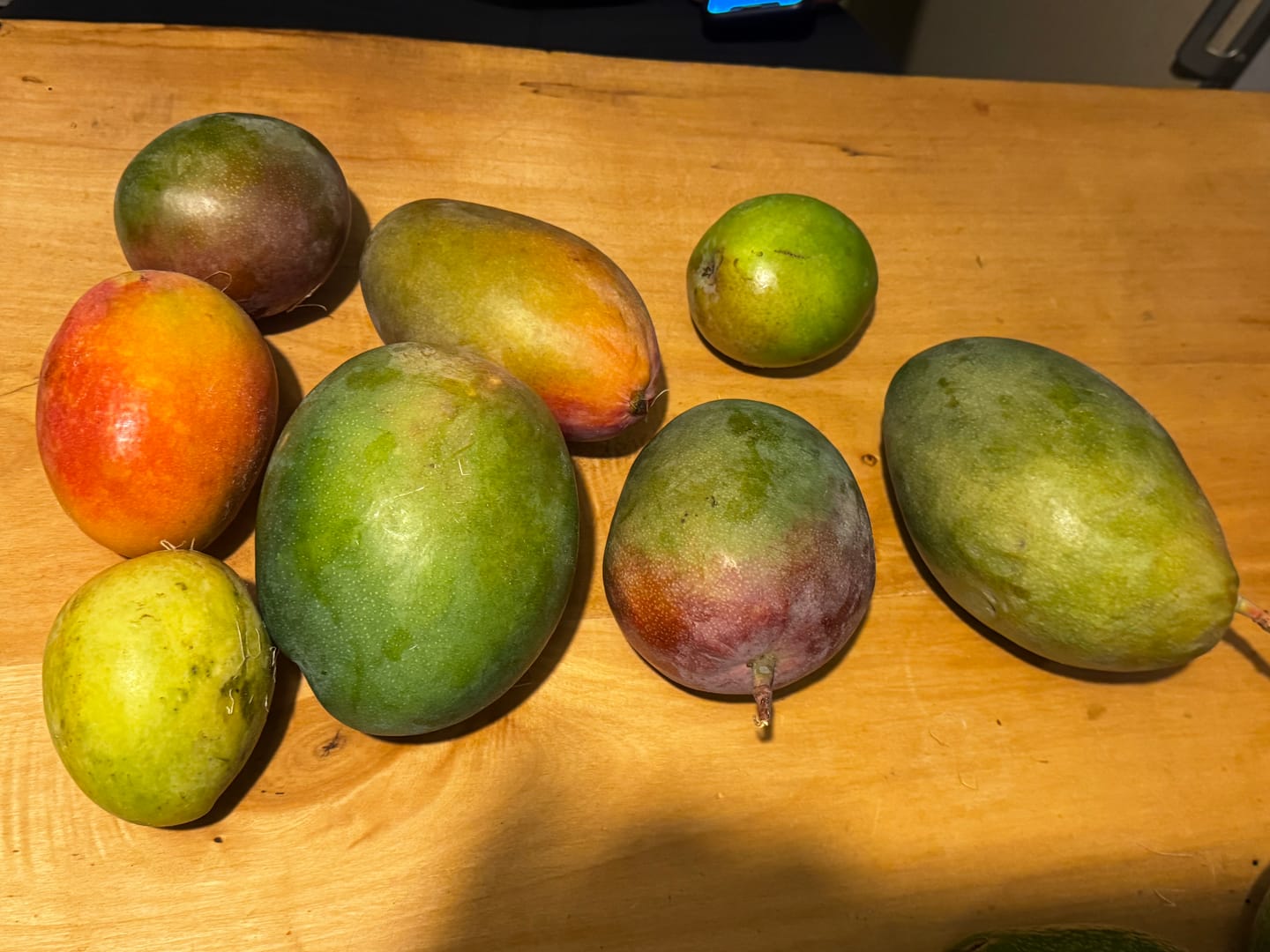 Customer photo review of Avocado Entdeckerbox Aktionspreis %