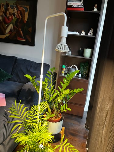 Customer photo review of Pianta Grow Light and Adjustable Floor Lamp Bundle