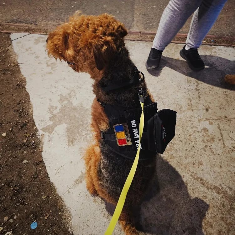 Customer photo review of 2-Piece Big Dog Harness & Lead Set – Heavy Duty Tactical No Pull