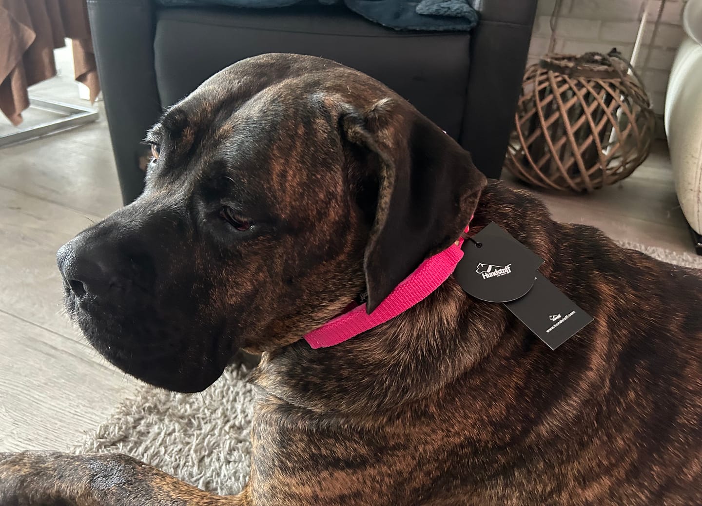 Customer photo review of Szeroka obroża z klamrą extreme - Extreme Rose Buckle Czarna