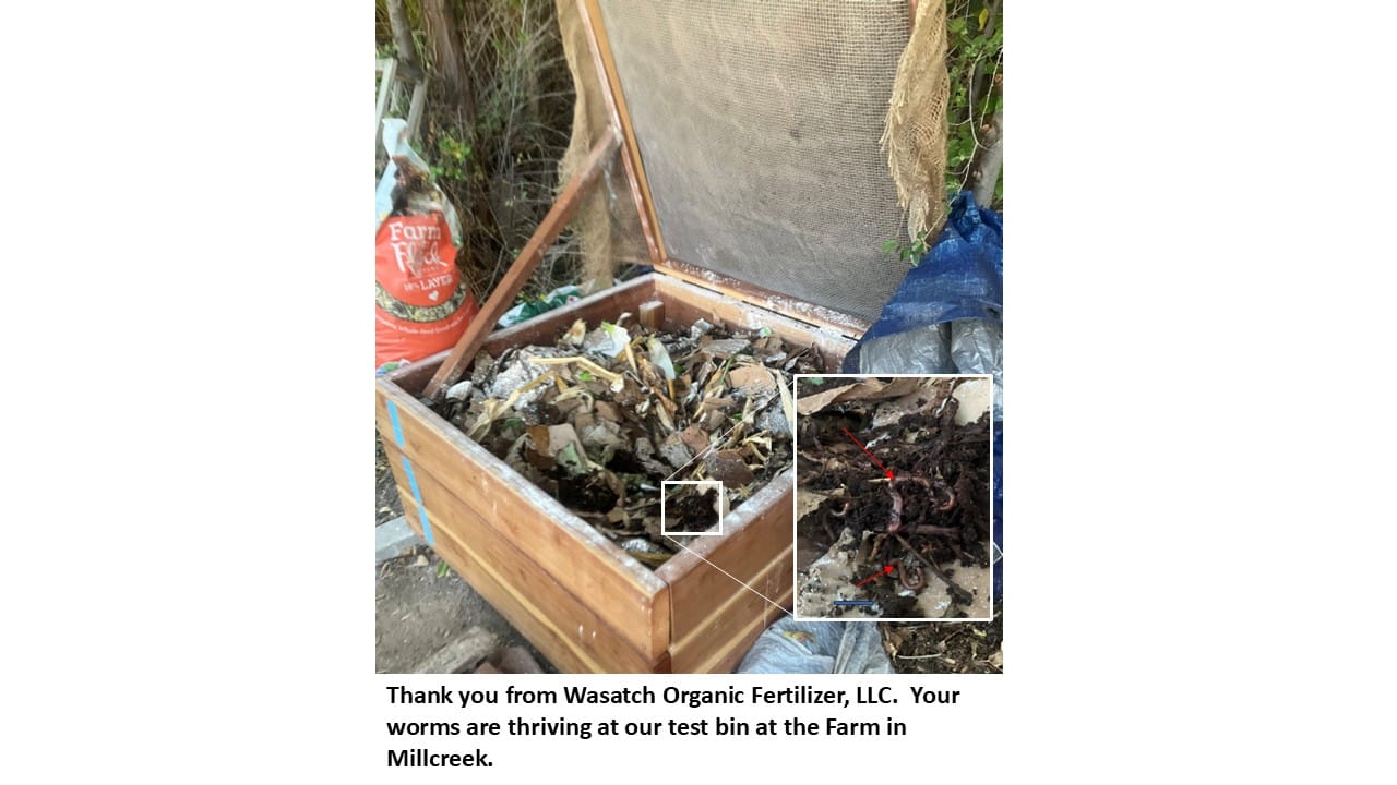 Customer photo review of Red Wigglers Composting Worms