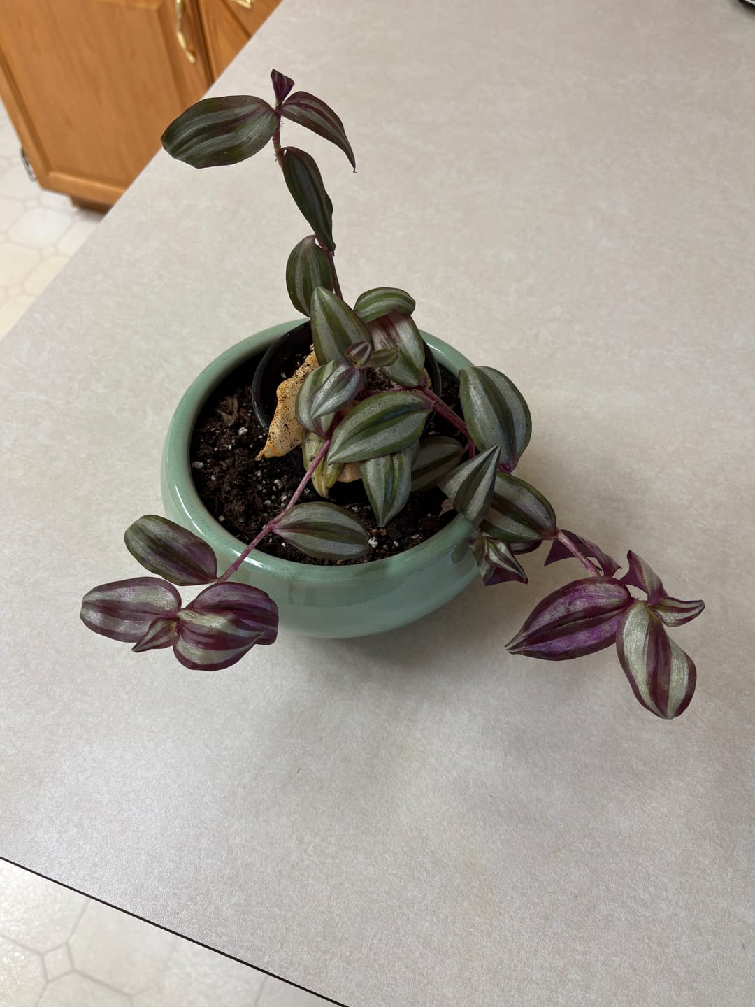 Customer photo review of Rare Pothos cuttings Mix- Marble Pothos, Heart Leaf Philodendron, Silver Pothos, Njoy, Cebu Blue, Neon, Tradescantia, Pick and Choose
