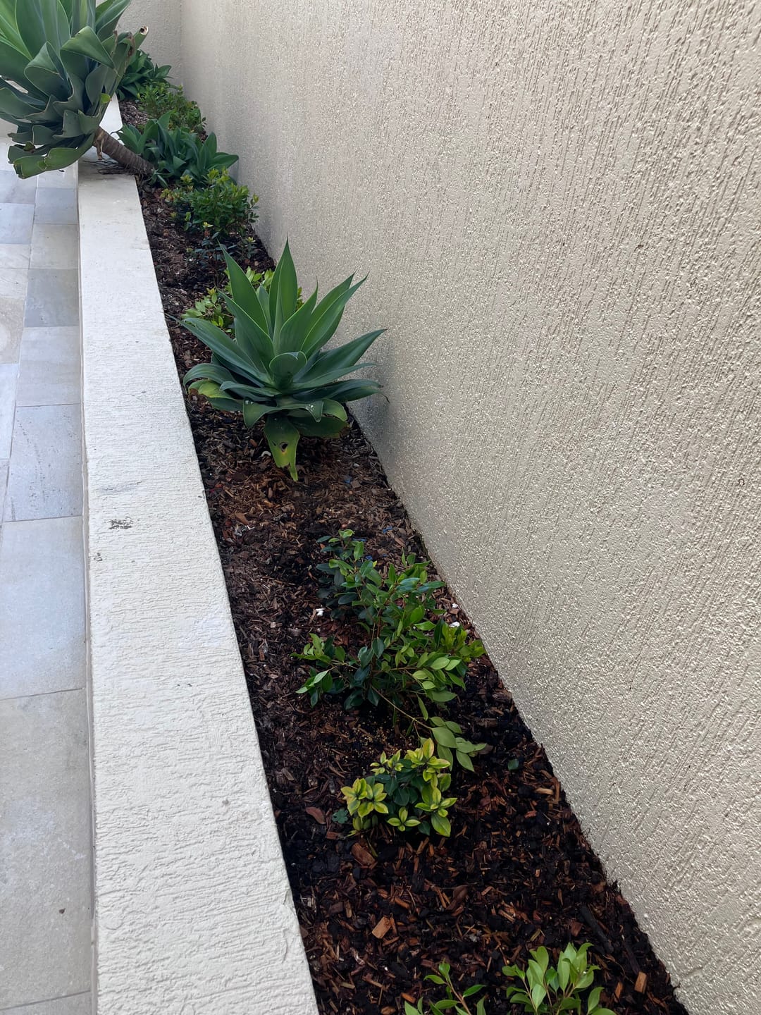 Customer photo review of Metrosideros ‘Little Ewan’ - Metrosideros collina hybrid