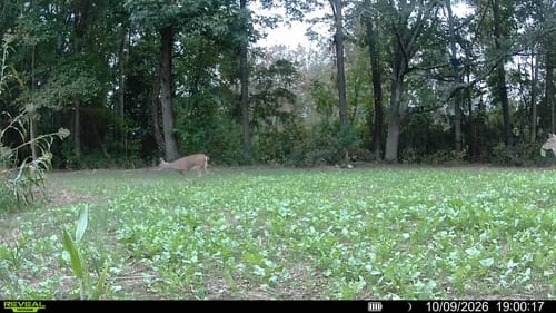 Customer's Kill Plot forage crop in a wooded field, with a deer visible in the background.