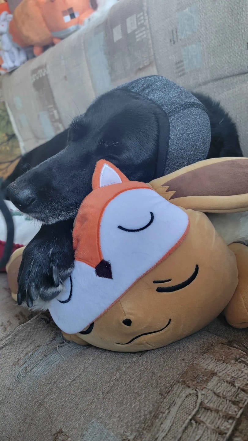 Customer photo review of DogCalm™ Orejeras con cancelación de ruido