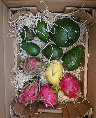 Customer's Avocado Entdeckerbox in a shipping crate, containing various green avocados and pink dragon fruits.