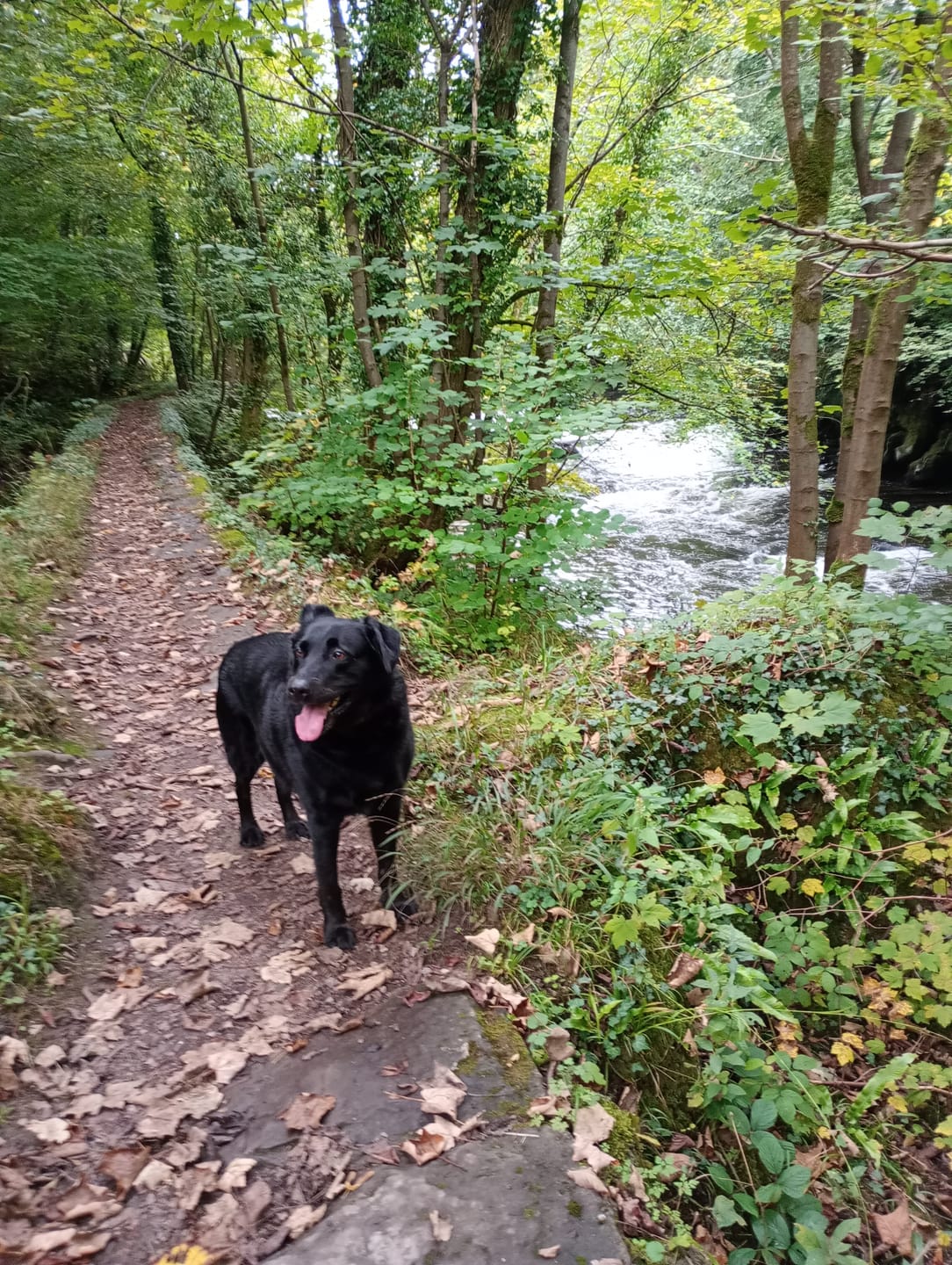 Customer photo review of Total Joint Care Supplement For Dogs