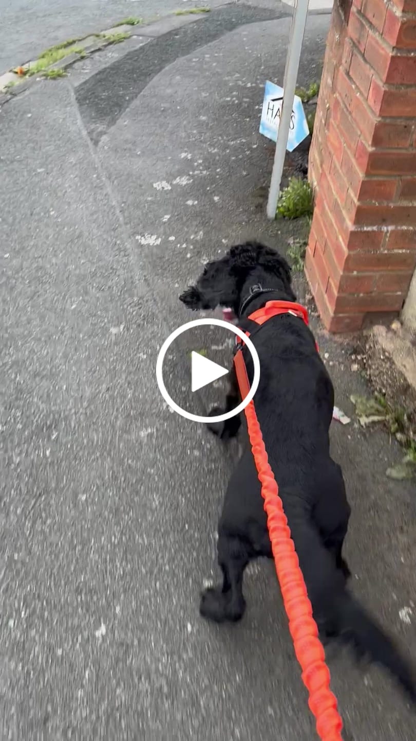 Customer video review of ParoPet No Pull Dog Harness