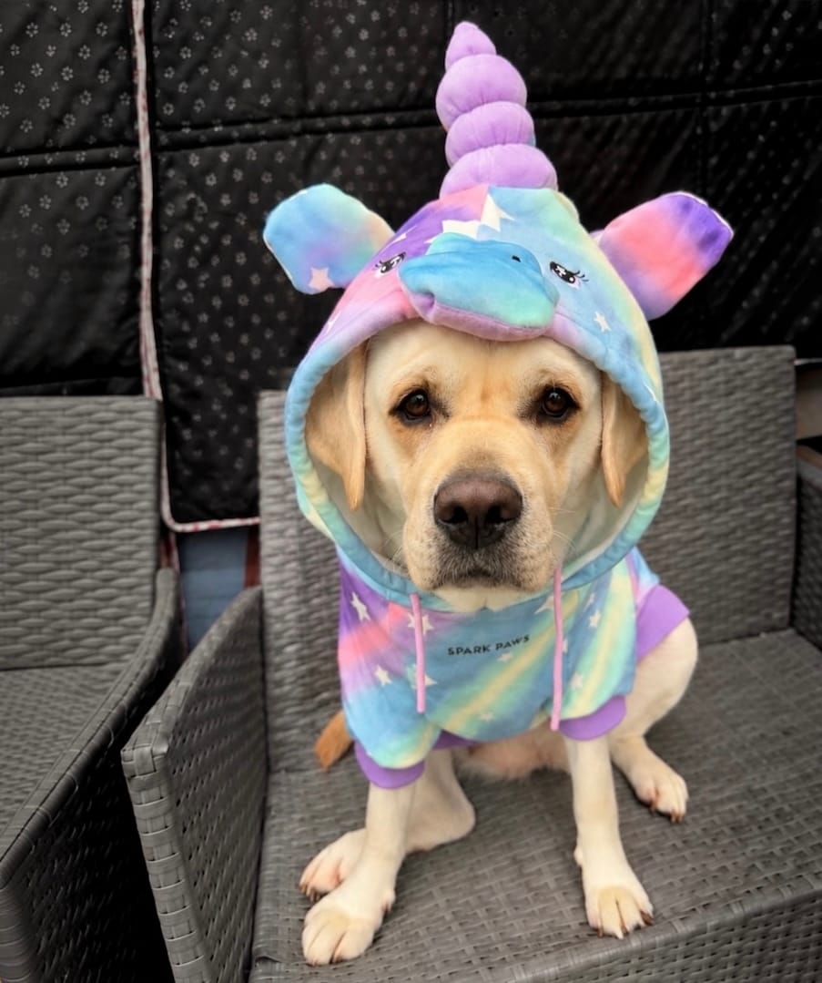 Customer photo review of Halloween Dog Hoodie - Unicorn