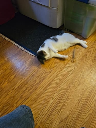 Customer photo review of Effico™ Handgeweven Krabmand voor Katten
