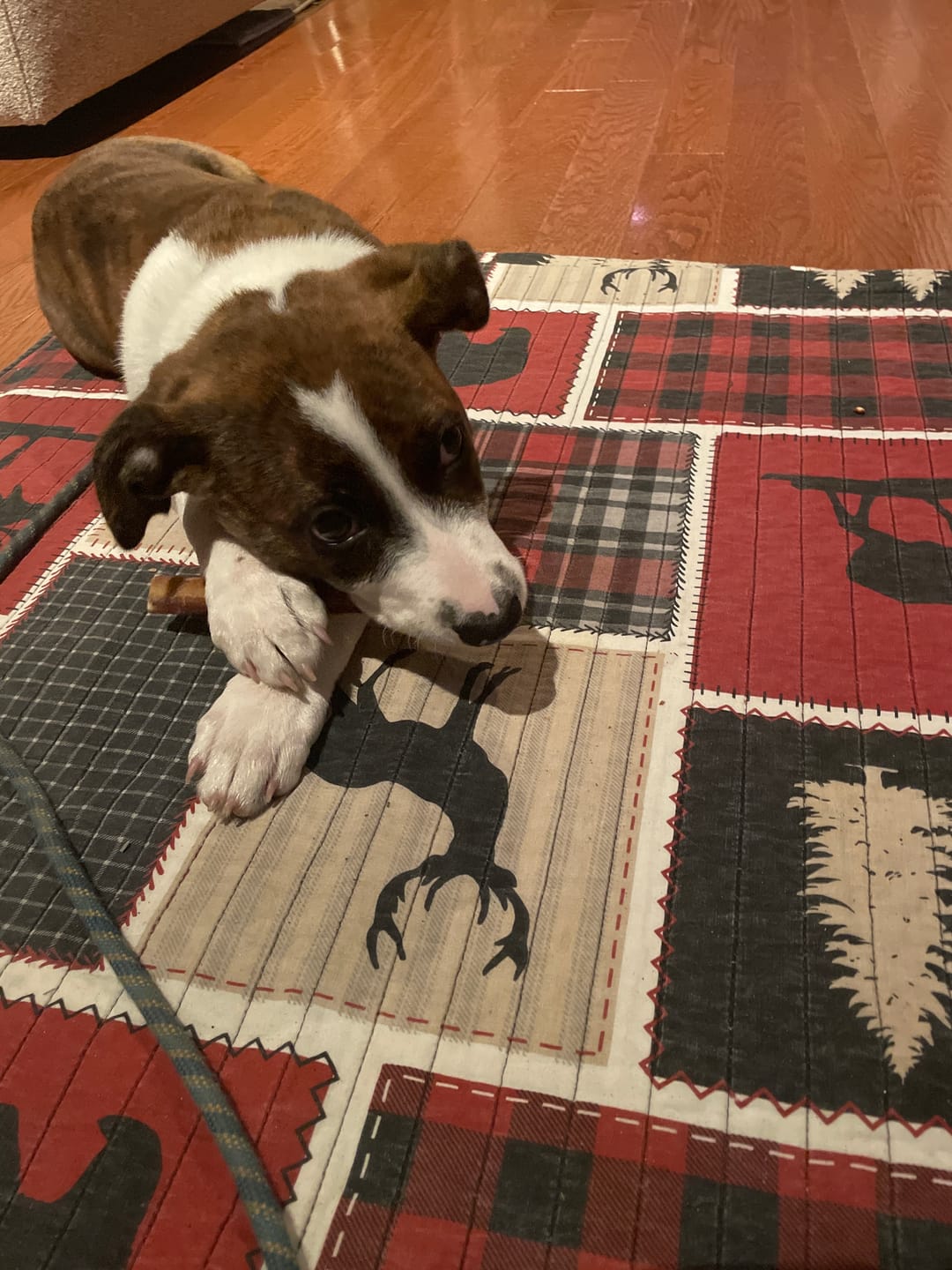 Customer photo review of 12 Inch Thick Bully Stick