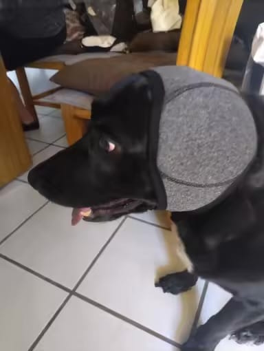 Customer photo review of DogCalm™ Orejeras con cancelación de ruido