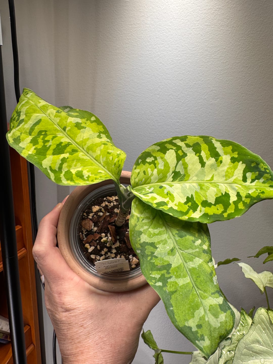 Customer photo review of Aglaonema pictum tricolor