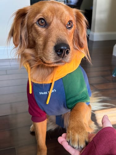 Customer's dog wearing a colorful Primary Color Block Dog Hoodie, giving a paw to a person's hand.