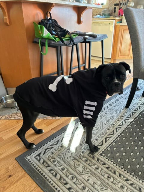 Customer photo review of "WOOF" Dog Hoodie - Black & Reflective