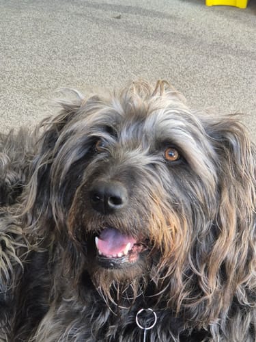 Customer photo review of 4CYTE Granules for Cat and Dog