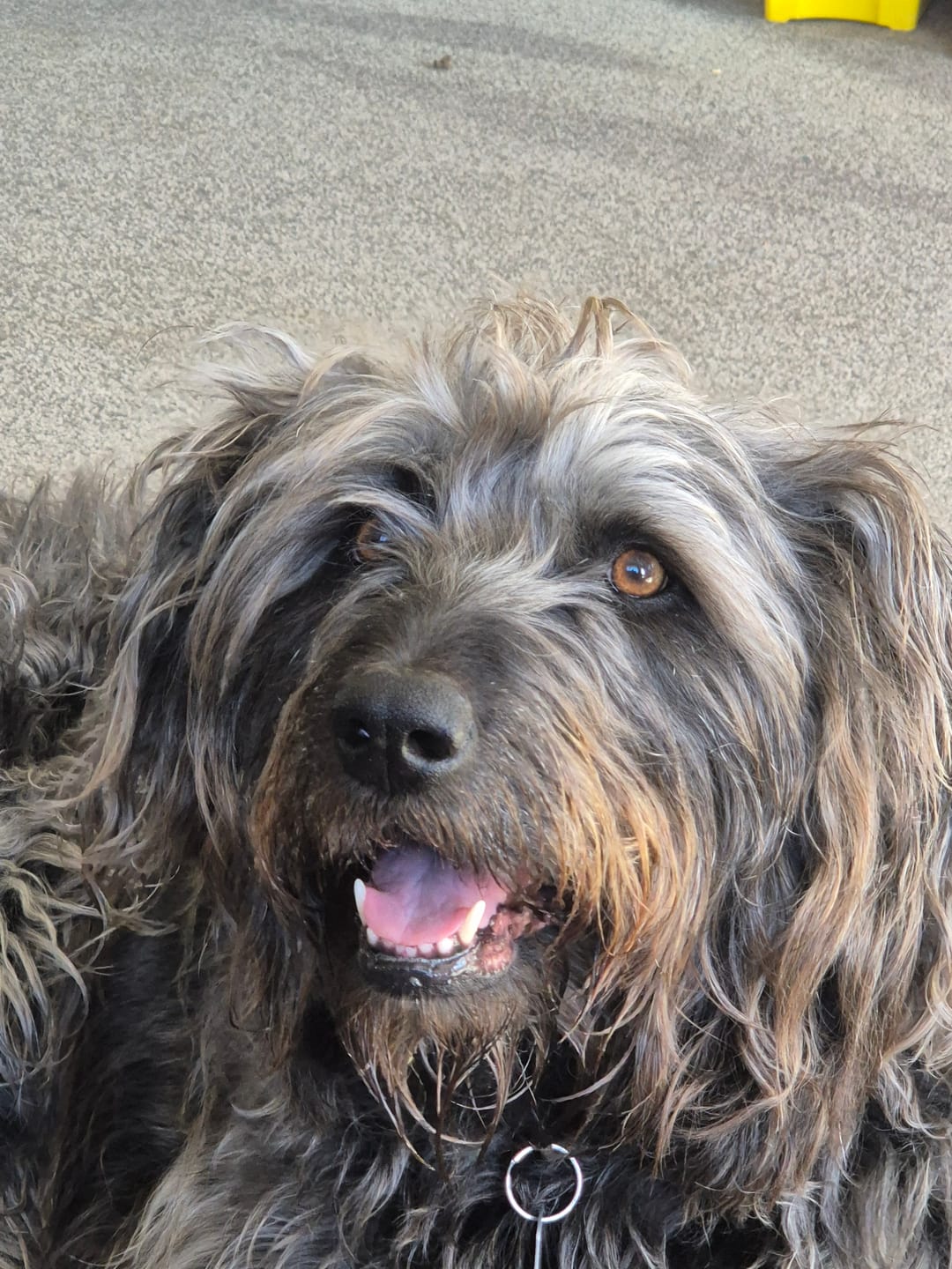 Customer photo review of 4CYTE Granules for Cat and Dog