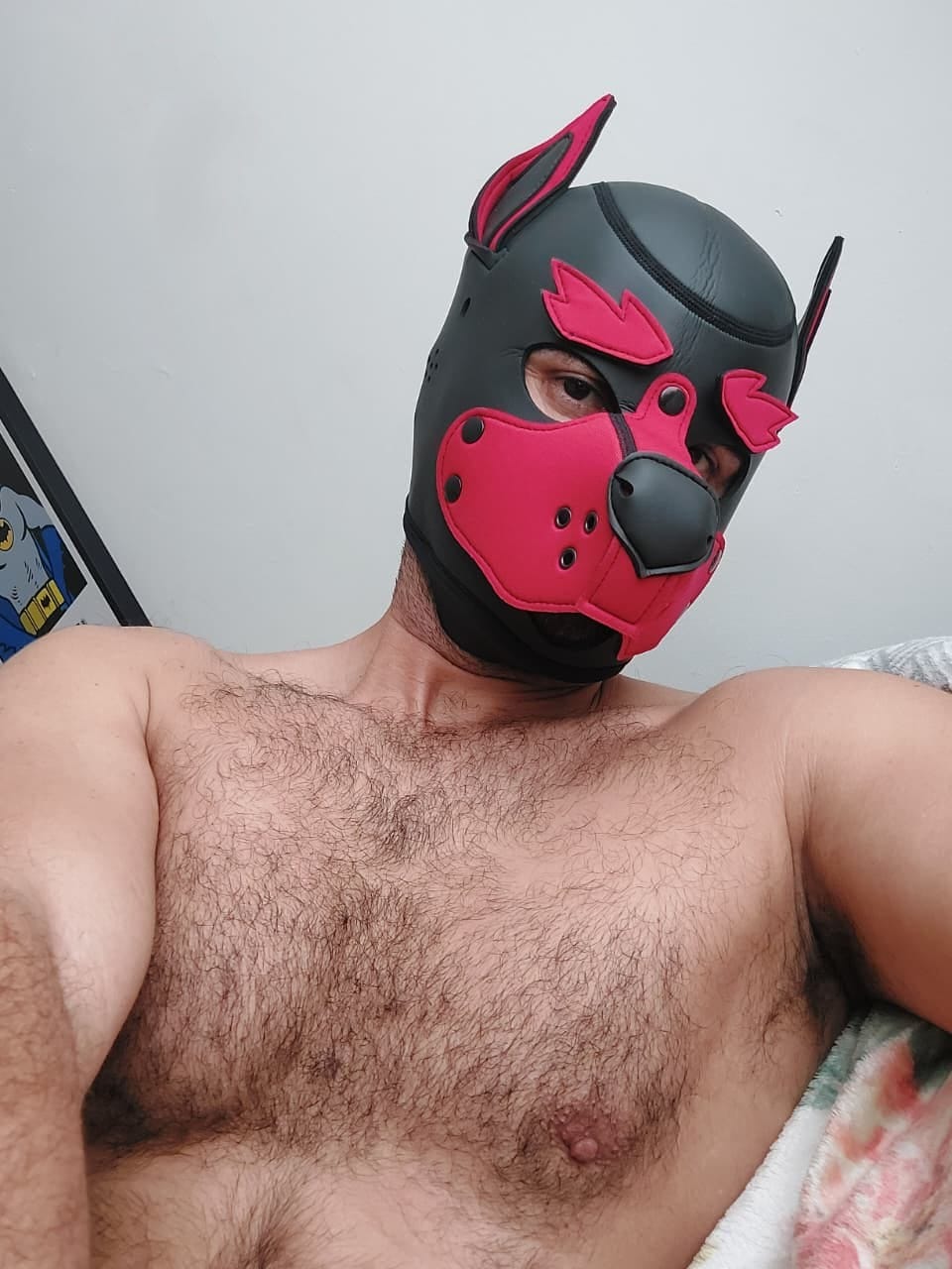 Customer photo review of Gibbon Black - Neoprene Pup Hood with 3 Sets of Changeable Eyebrows