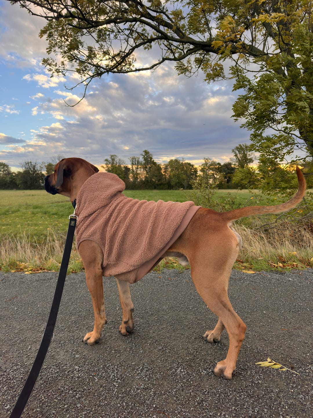 Customer photo review of Teddy Sherpa Dog Jackets