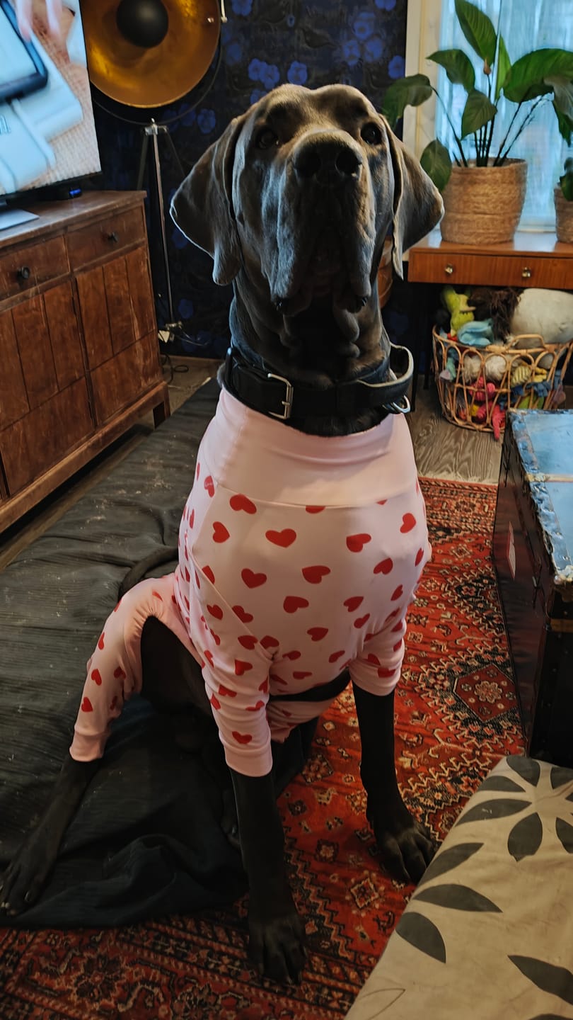 Customer photo review of Dog Pajama - Pink Hearts