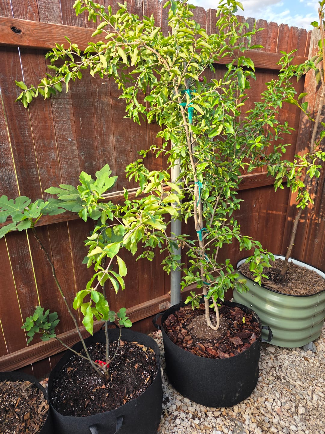 Customer photo review of Barbados Acerola Cherry Fruit Tree
