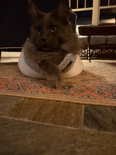 Customer photo review of Effico™ Handgeweven Krabmand voor Katten